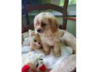 Cavapoo Puppy for sale in Ferguson, NC, USA