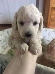 Mutt Puppy for sale in Waterford, MI, USA