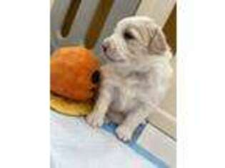 Australian Shepherd Puppy for sale in Germantown, MD, USA