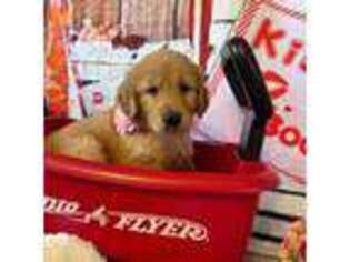 Golden Retriever Puppy for sale in Hubbard, OH, USA