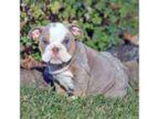 Bulldog Puppy for sale in Wingate, IN, USA