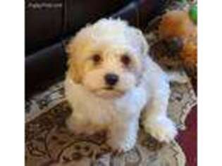Cavapoo Puppy for sale in Fyffe, AL, USA