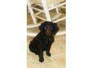 Boykin Spaniel Puppy for sale in Avera, GA, USA