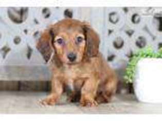 Dachshund Puppy for sale in Columbus, OH, USA