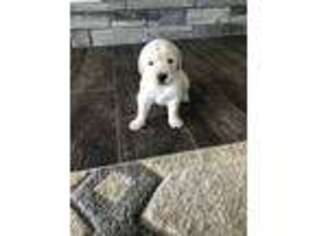 Golden Retriever Puppy for sale in Waterford, CA, USA