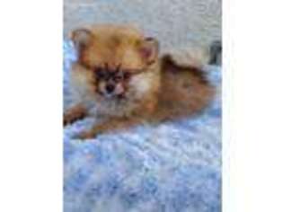 Pomeranian Puppy for sale in Pinon Hills, CA, USA