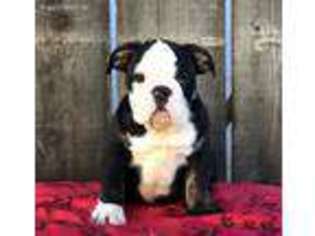 Bulldog Puppy for sale in Gustine, CA, USA