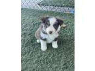 Miniature Australian Shepherd Puppy for sale in Cache, OK, USA