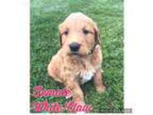 Goldendoodle Puppy for sale in Theresa, WI, USA