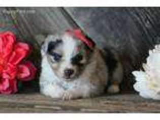 Miniature Australian Shepherd Puppy for sale in Weston, ID, USA