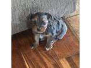Yorkshire Terrier Puppy for sale in Goldthwaite, TX, USA