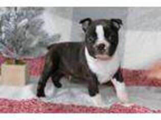 Boston Terrier Puppy for sale in Goshen, IN, USA