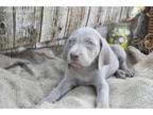Weimaraner Puppy for sale in Browning, MO, USA