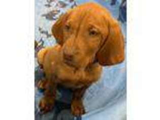Vizsla Puppy for sale in Clarkston, UT, USA