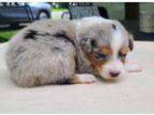 Australian Shepherd Puppy for sale in Cardington, OH, USA