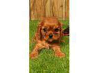 Cavalier King Charles Spaniel Puppy for sale in Lafayette, LA, USA