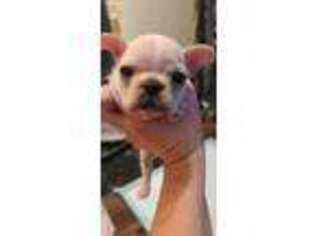 French Bulldog Puppy for sale in Hull, IL, USA