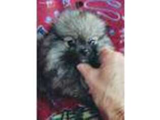 Pomeranian Puppy for sale in Jesup, GA, USA