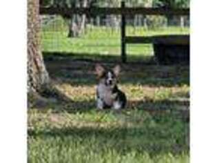Pembroke Welsh Corgi Puppy for sale in Brooksville, FL, USA