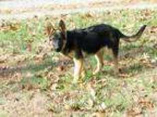 German Shepherd Dog Puppy for sale in New London, NC, USA