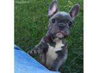 French Bulldog Puppy for sale in Hotchkiss, CO, USA