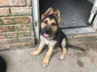 German Shepherd Dog Puppy for sale in Terrell, TX, USA