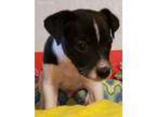 Rat Terrier Puppy for sale in Sheridan, CA, USA