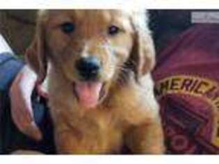 Golden Retriever Puppy for sale in Tulsa, OK, USA