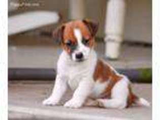Jack Russell Terrier Puppy for sale in Thornton, TX, USA