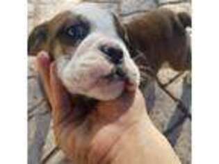 Bulldog Puppy for sale in Scottsdale, AZ, USA