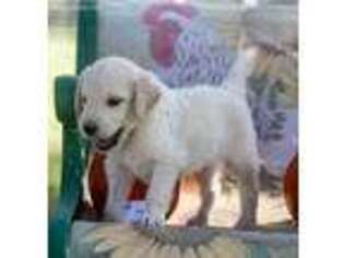 Goldendoodle Puppy for sale in Wolfe City, TX, USA