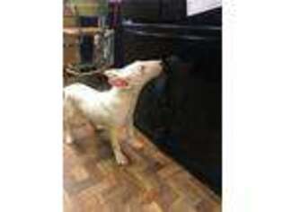 Bull Terrier Puppy for sale in Saint Elmo, IL, USA