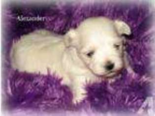 Maltese Puppy for sale in CHAGRIN FALLS, OH, USA