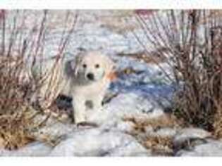 Mutt Puppy for sale in Fairfield, MT, USA