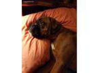 Boxer Puppy for sale in Gig Harbor, WA, USA