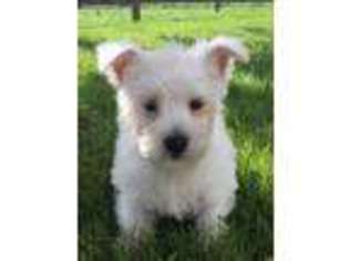 West Highland White Terrier Puppy for sale in Seneca Falls, NY, USA