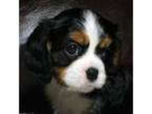 Cavalier King Charles Spaniel Puppy for sale in Rockwall, TX, USA