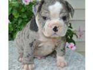 Bulldog Puppy for sale in Lyons, NY, USA