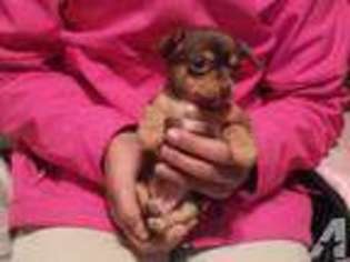 Chihuahua Puppy for sale in MESQUITE, TX, USA