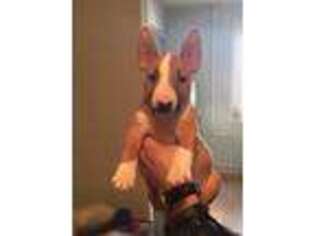 Bull Terrier Puppy for sale in Salina, KS, USA