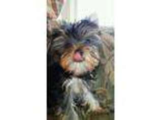 Yorkshire Terrier Puppy for sale in Evansville, IN, USA