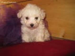 Bichon Frise Puppy for sale in Asheville, NC, USA