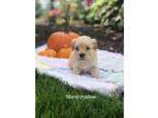 Havanese Puppy for sale in Lititz, PA, USA