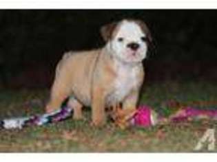 Bulldog Puppy for sale in ROCKVILLE, MD, USA