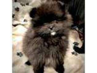 Pomeranian Puppy for sale in Buffalo, NY, USA