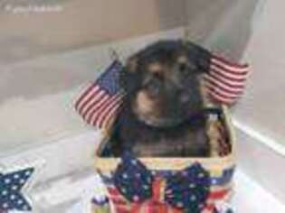 German Shepherd Dog Puppy for sale in Valrico, FL, USA