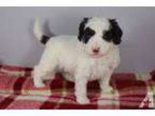 Mutt Puppy for sale in KOUNTZE, TX, USA