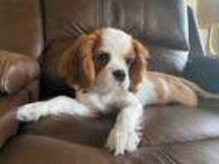 Cavalier King Charles Spaniel Puppy for sale in Omaha, NE, USA