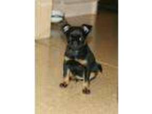 Brussels Griffon Puppy for sale in Pittsburgh, PA, USA