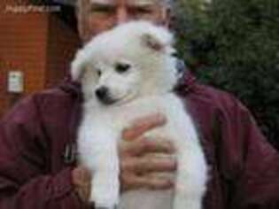 American Eskimo Dog Puppy for sale in Oroville, CA, USA